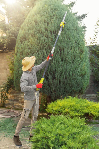 Best Tree Trimming and Pruning  in Manorhaven, NY